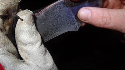 Bat survey training session for ecologists