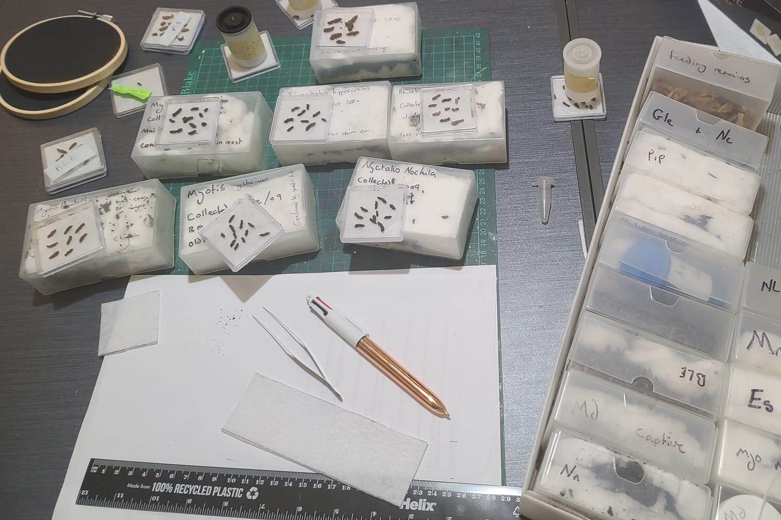 Identification of Bat Droppings workshop